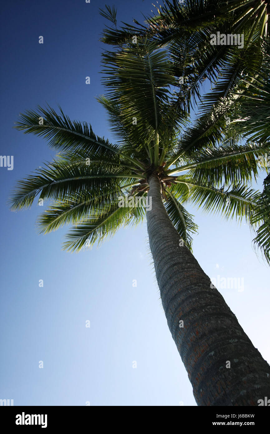 Baum Ferien Urlaub Ferien Urlaub Palmen Südsee-Coco-vanuatu Stockfoto