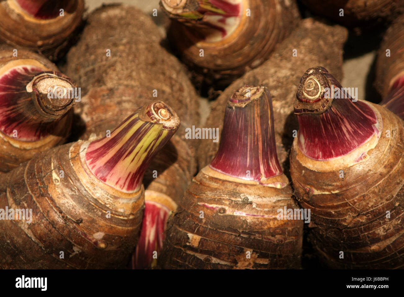 Taro Knollen Stockfoto