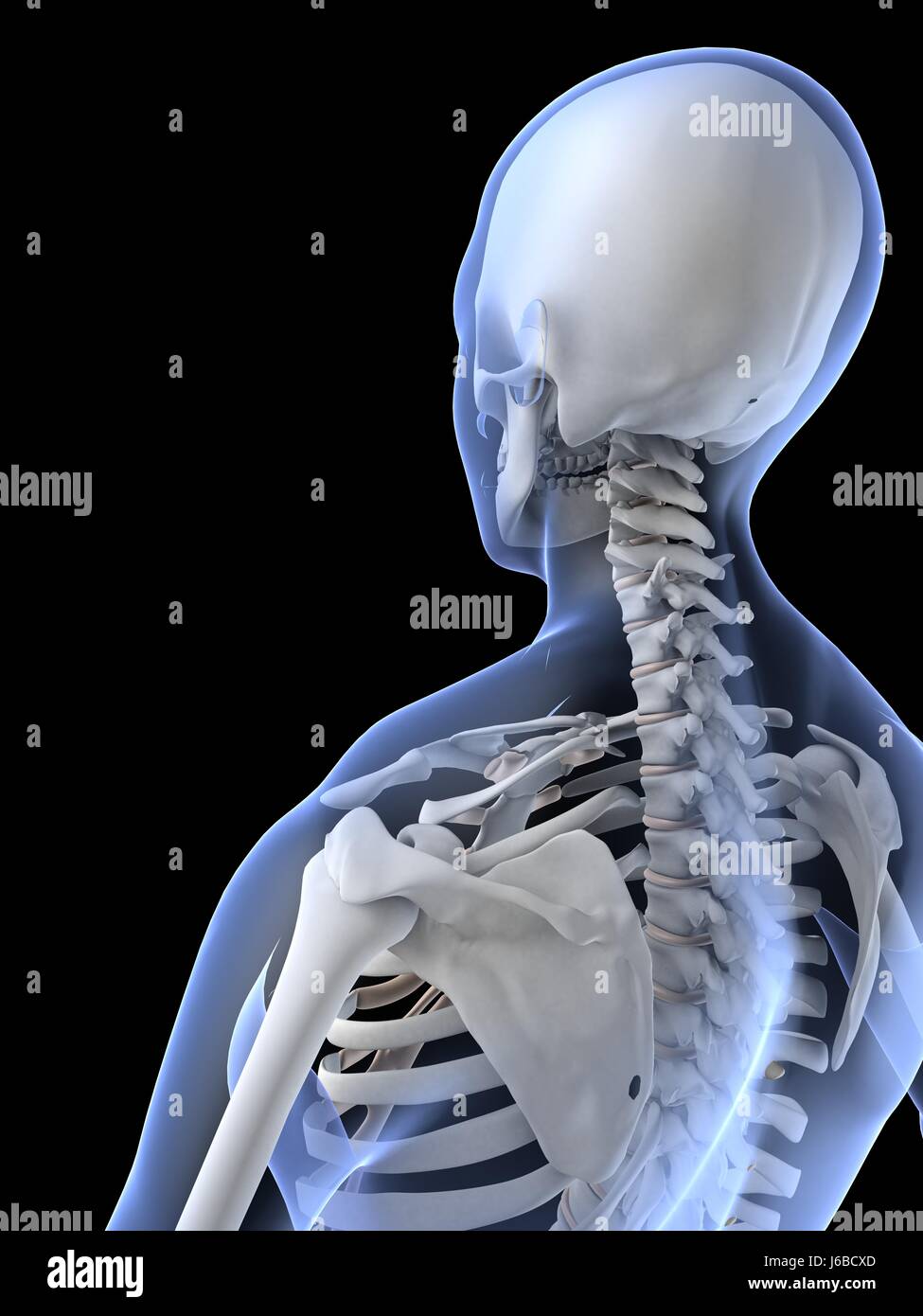 Gesundheit medizinisch Medizin weibliche menschliche Mensch Skelett Anatomie Stockfoto