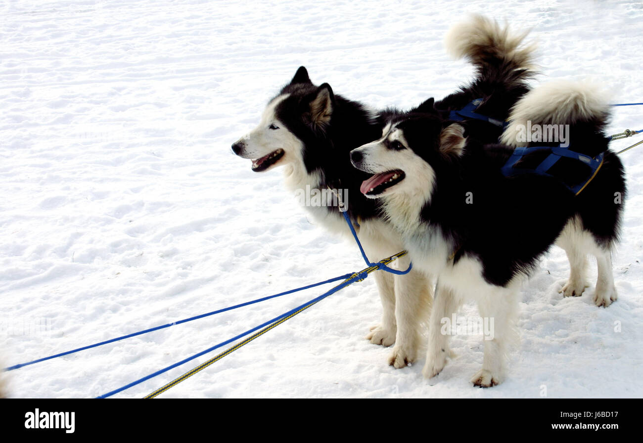 Winter, Schlitten, Schnee, Hundeschlitten, Winter, Hund, Hunde, Schlitten, Schnee