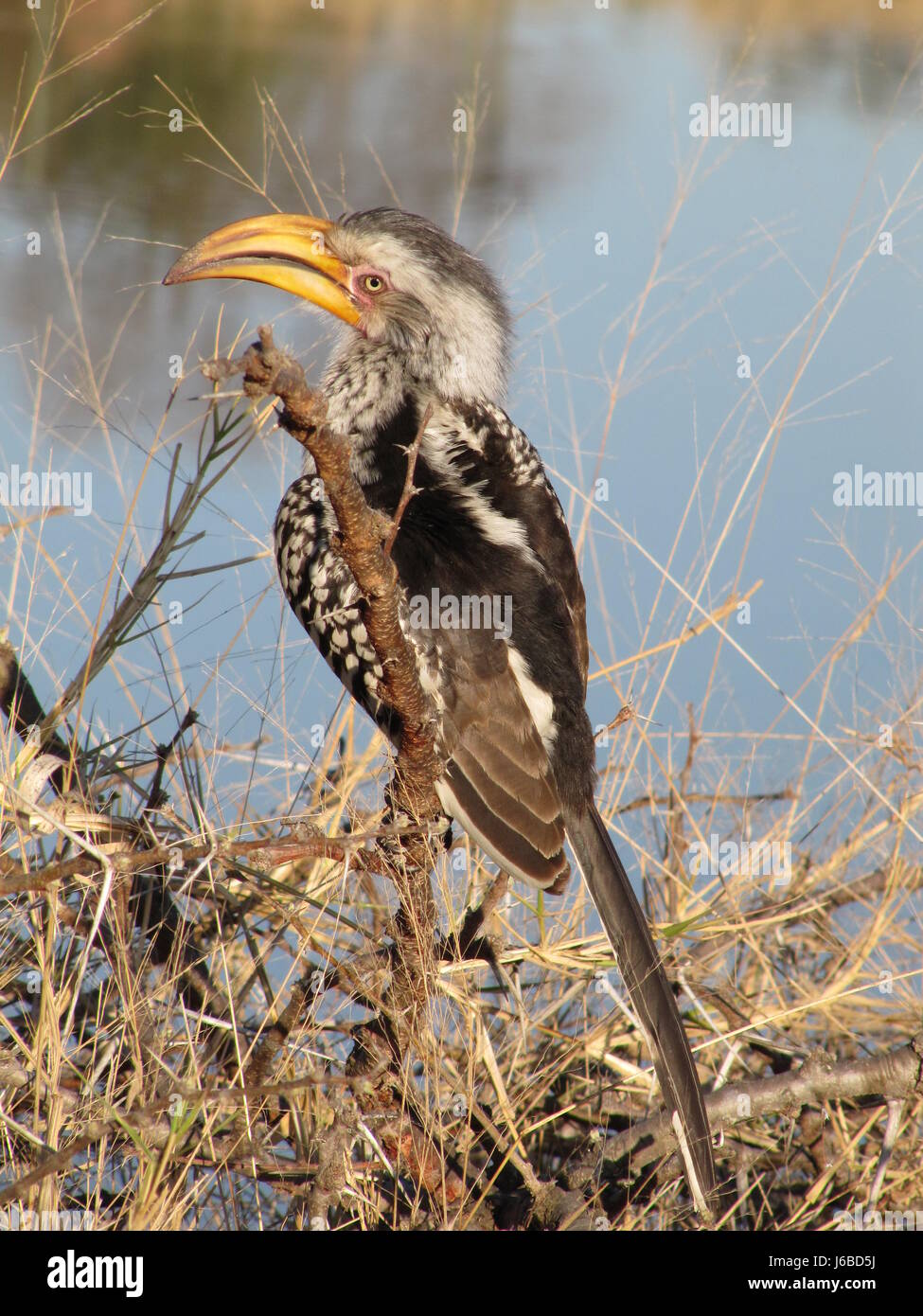 Nationalpark in Südafrika Nationalpark Afrika Federn Schnabel Randschärfe Stockfoto