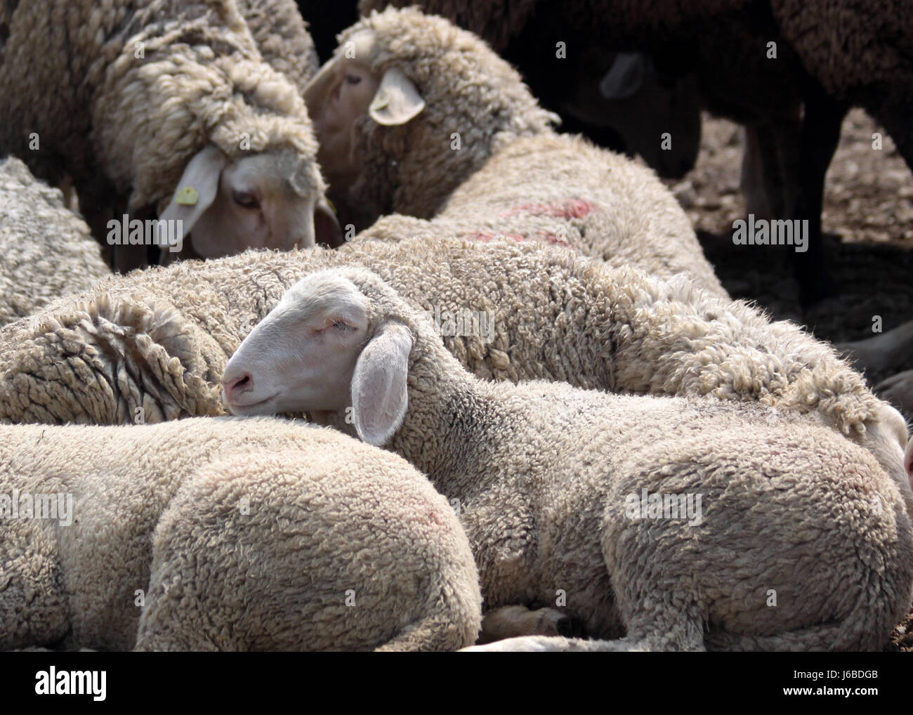 Lügen lügende Lügen Schafe Schafherde Schafe (pl.) erleichtern erleichtern ruhen entspannen Stockfoto
