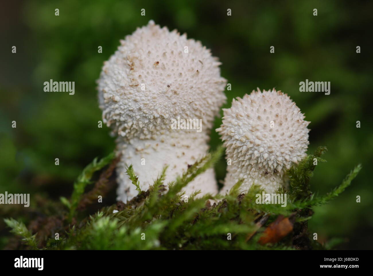 Pilz Pilz leer europäischen kaukasischen kleine winzige kleine kurze Prickeln Moos Stockfoto