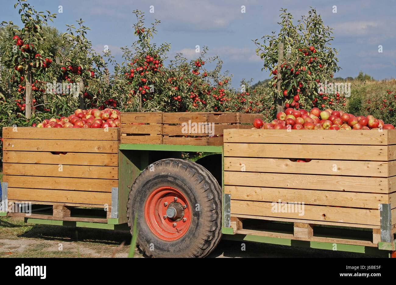 Apfelernte im alten Land Stockfoto