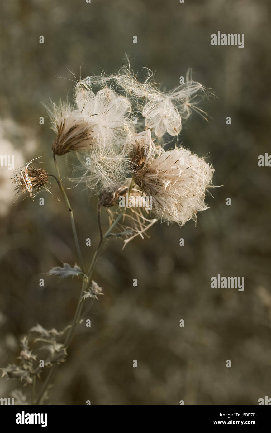 Unkraut Fallschirme Samen fallen Herbst Nahaufnahme Makro Nahaufnahme Makro Aufnahme Stockfoto