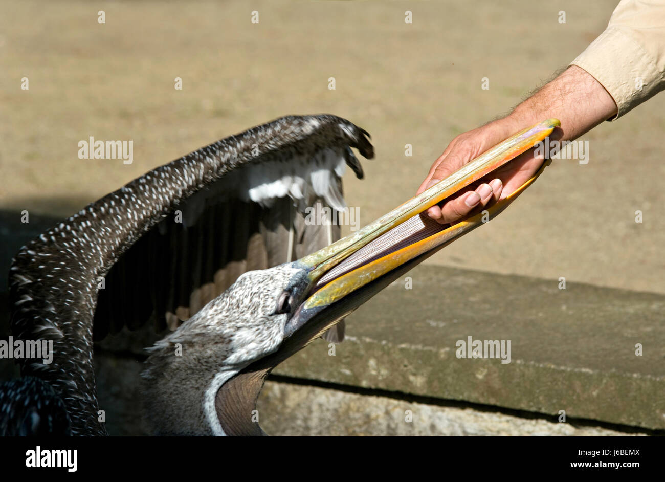 Finger Vogel Vögel Flügel Wasservögel Pelikan Gefieder Wasservögel Arm Hand Stockfoto