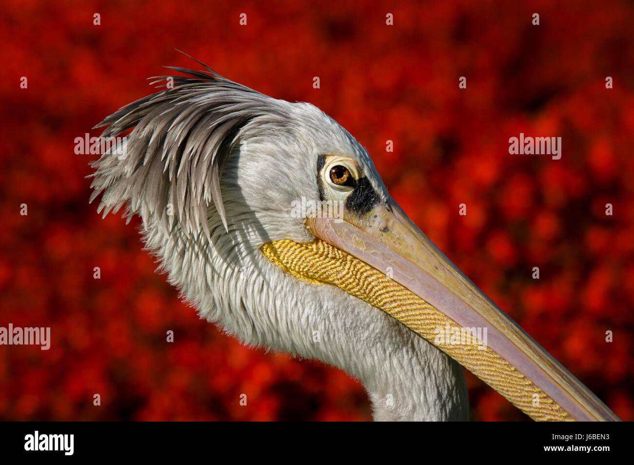 Pelikan mit rote Blume Stockfoto