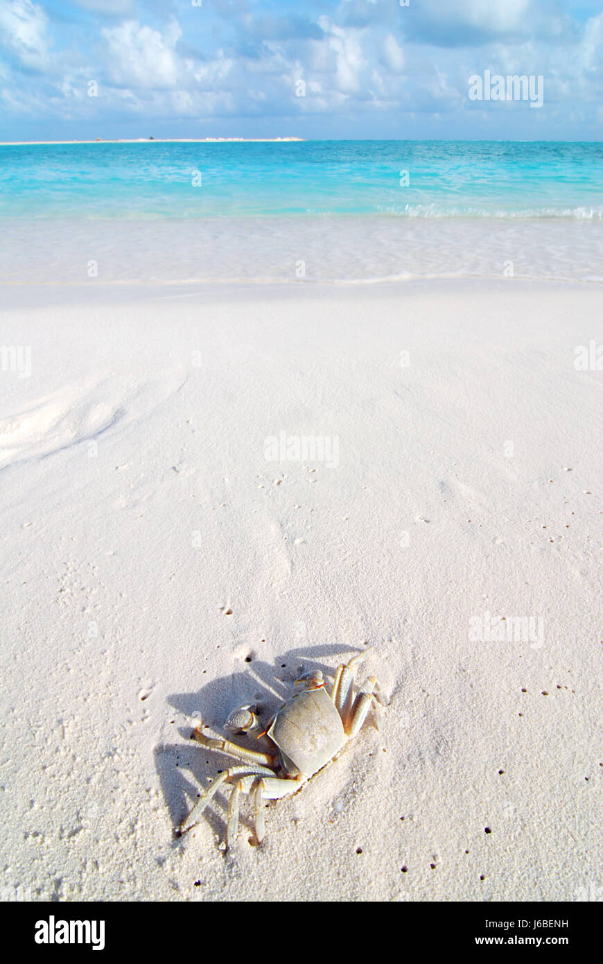 Strand am Meer den Strand Meer Malediven Salzwasser Meer Ozean Wasser Krabbenbeine Stockfoto