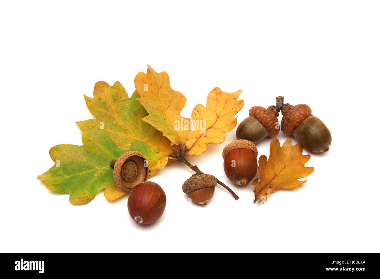 Eiche Eicheln Gezackten Dental Blatt Eiche Baum Frucht Zerfallen Im Herbst Laub Eicheln Stockfotografie Alamy