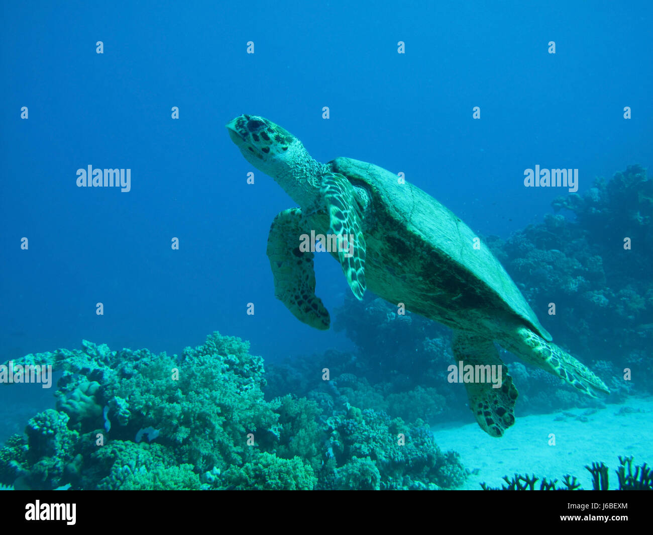 Ozean schwimmen Wasser und Schmutzabweichend Schildkröte Kochschürze Fische 