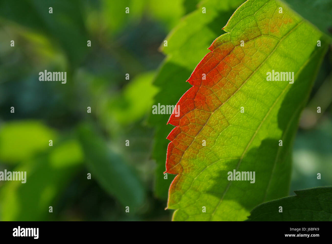 grüne herbstlichen verblasste Seitenblatt verfärben Fleck rote Blätter Laub fallen Herbst Stockfoto