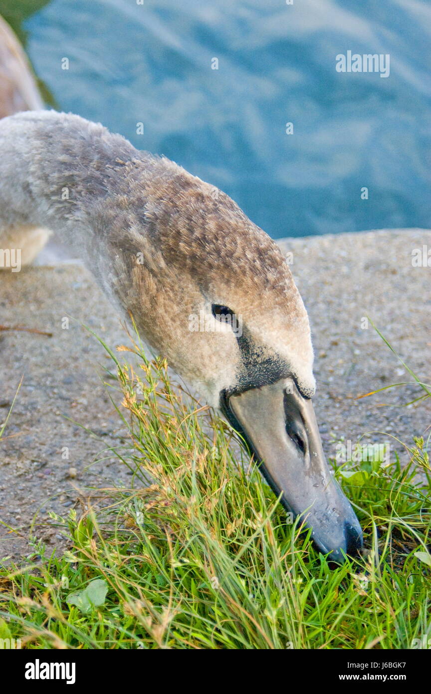 Rhein Schwan Wasservögel Schlucht verschlingen verschlingen Wasservögel Fluss Wasser Tiere Vogel Stockfoto