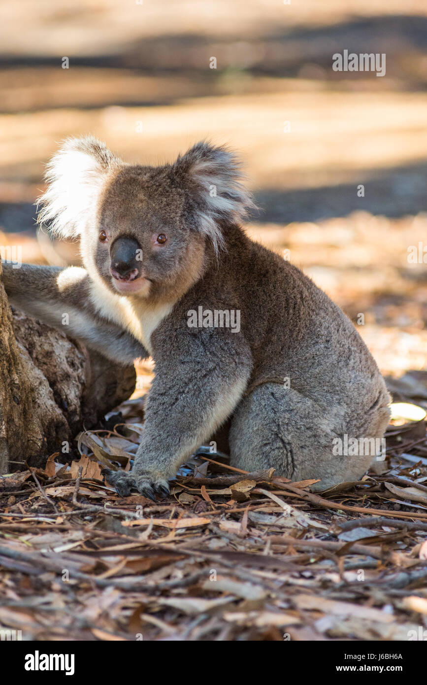 Koala (Phascolarctos Cinereus) kommt von einem Baum auf Kangaroo Island, South Australia, Australien. Stockfoto