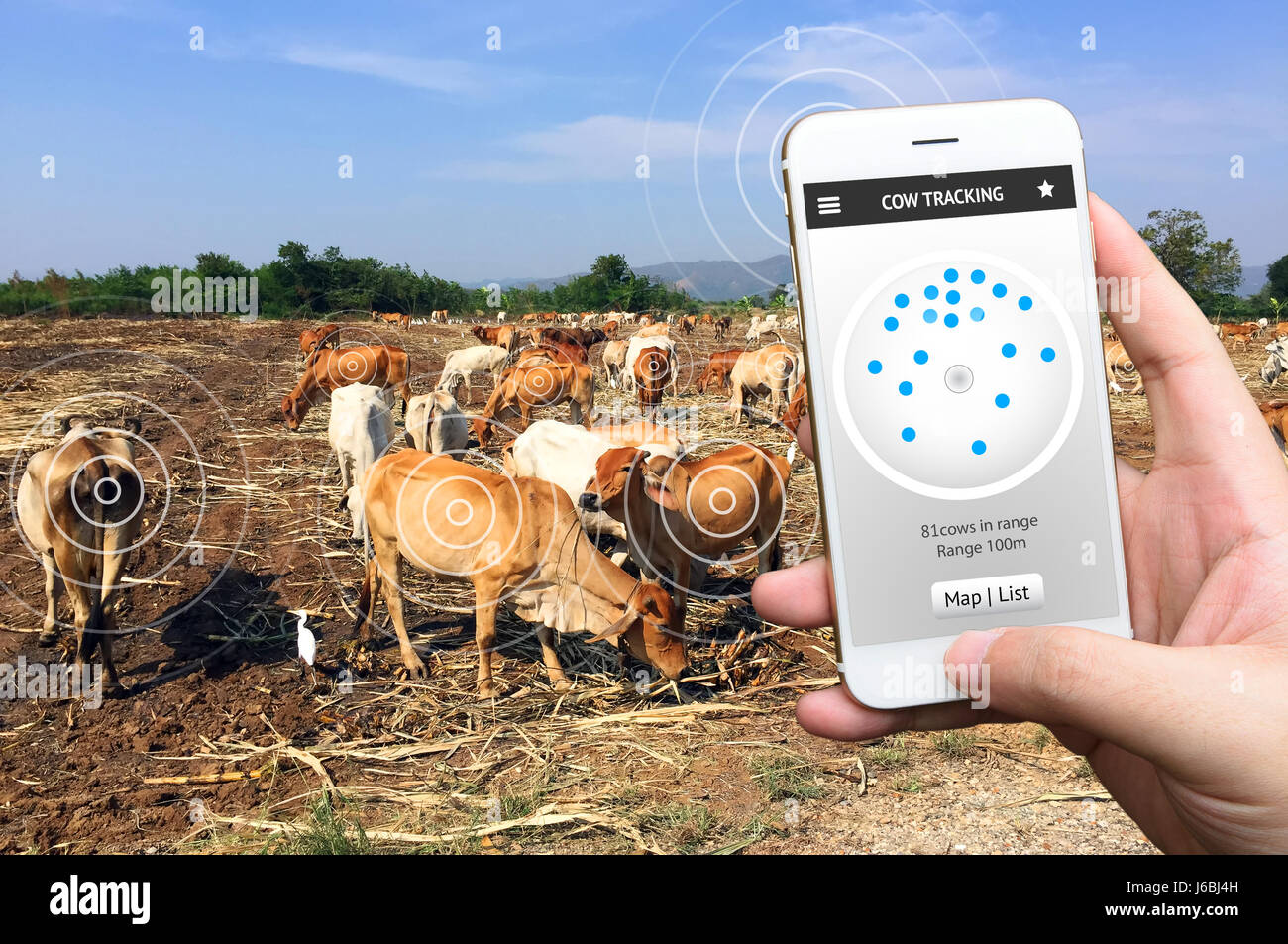 Tier, tracking, Überwachung von Smartfarm und Internet der Dinge-Konzept. Hand hält Smartphone und Anwendung, Anzahl der Kühe mit niedrigen zeigen Stockfoto