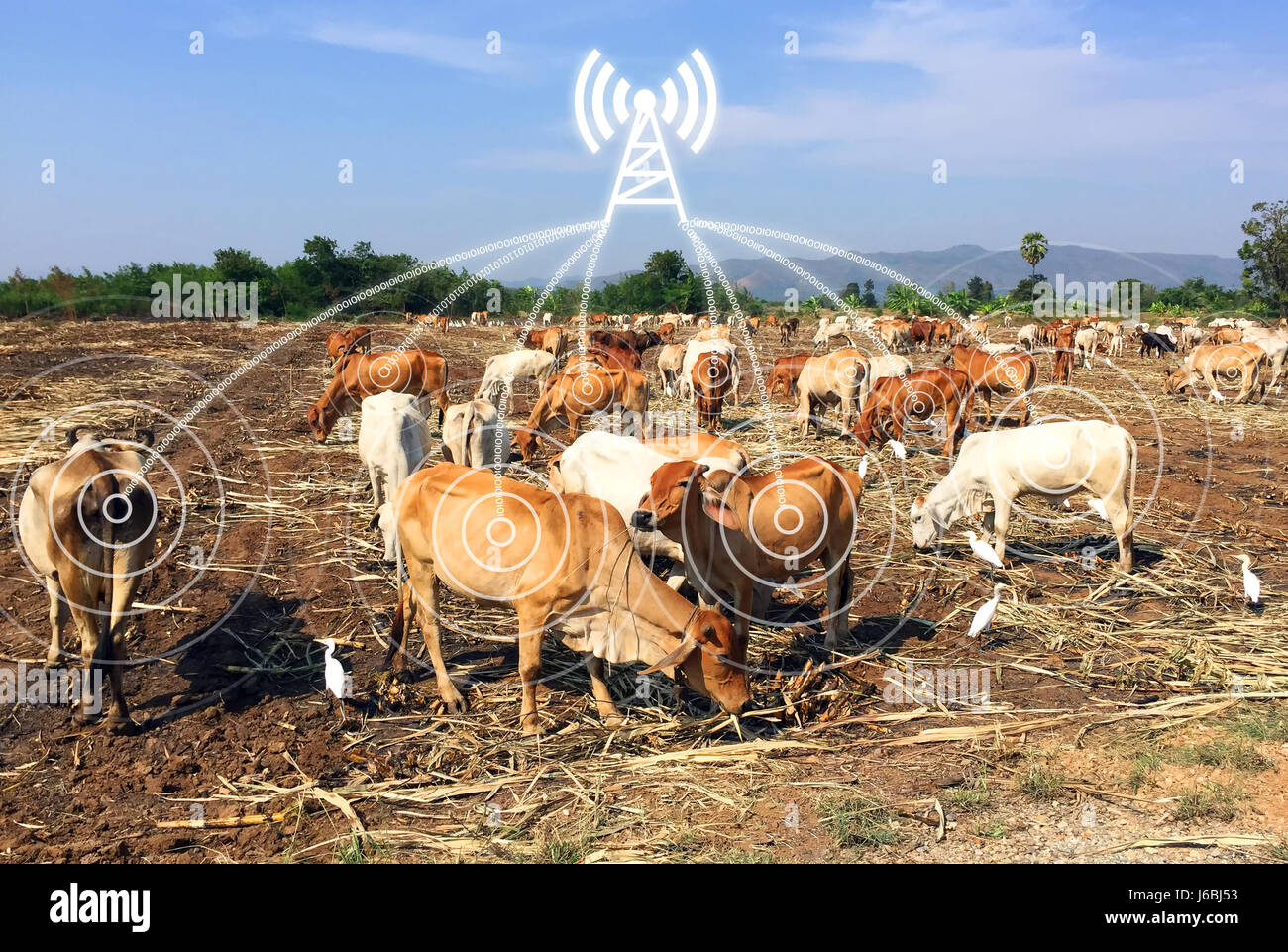 Tier, tracking, Überwachung von Smartfarm und Internet der Dinge-Konzept. Low-Power Weitverkehrs Netzwerk (LPWAN) Grafik, Binär verbinden und Kühe in smartf Stockfoto