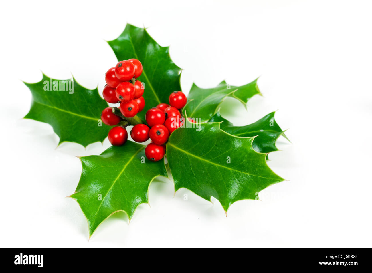 Zweig Dekoration Ornament Stechpalme Kranz Weihnachten Xmas Weihnachten  Winter grn Stockfotografie - Alamy