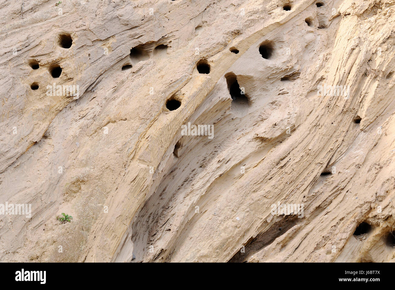Höhlen aus Sandstein, die Steilküste Höhlen schluckt Bruchkante Wände Wand brutrhren Stockfoto