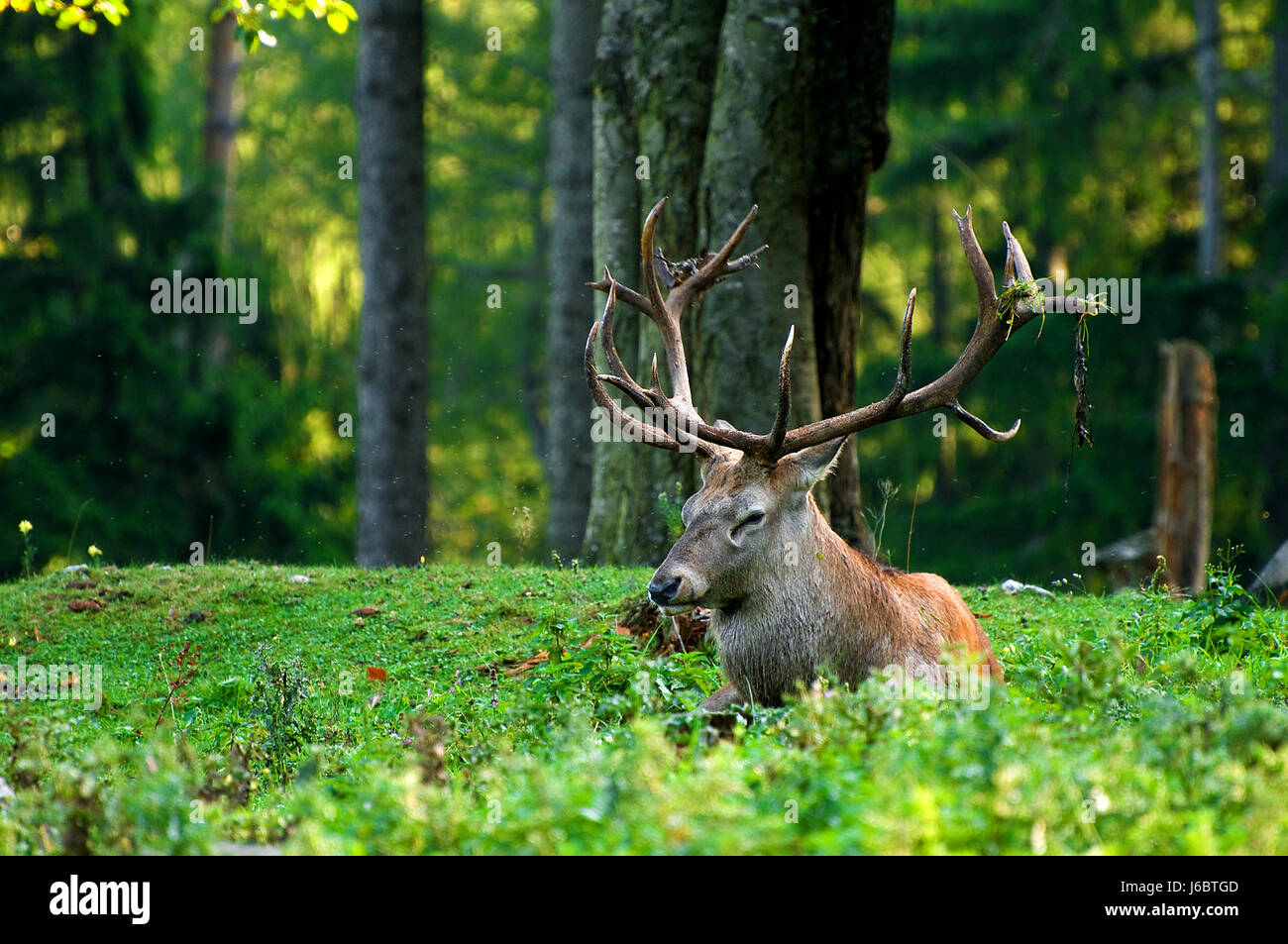 Schwarzwild Reh Hirsch Wiese Wald Hart Hirsch wild Österreicher Hirsch Reh Hirsch