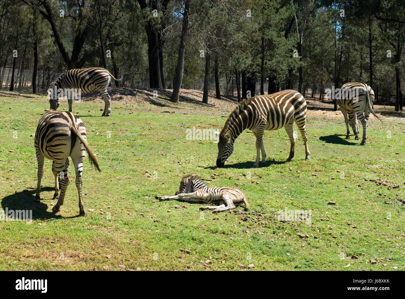 tierische wilde Afrika schwarze dunkelhäutige kohlschwarze tiefschwarze Zebra Tierwelt gestreift Stockfoto