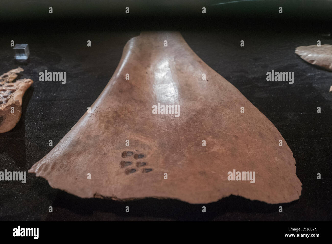 Oracle Knochen geschnitzt mit Zeichen. Späte Shang-Dynastie (13. Jahrhundert V.U.Z - Mitte 11. Jahrhundert V.U.Z) entdeckt in Yin Relikt in Anyang, Henan. Stockfoto