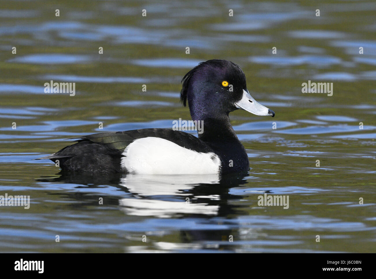 Reiherenten - Aythya Fuligula - männlich Stockfoto