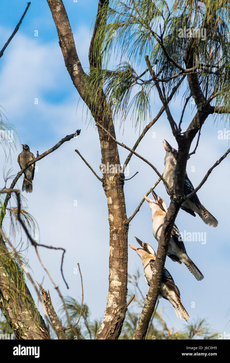 Kookaburras in den Bäumen bei Byron Bay, New South Wales, Australien Stockfoto