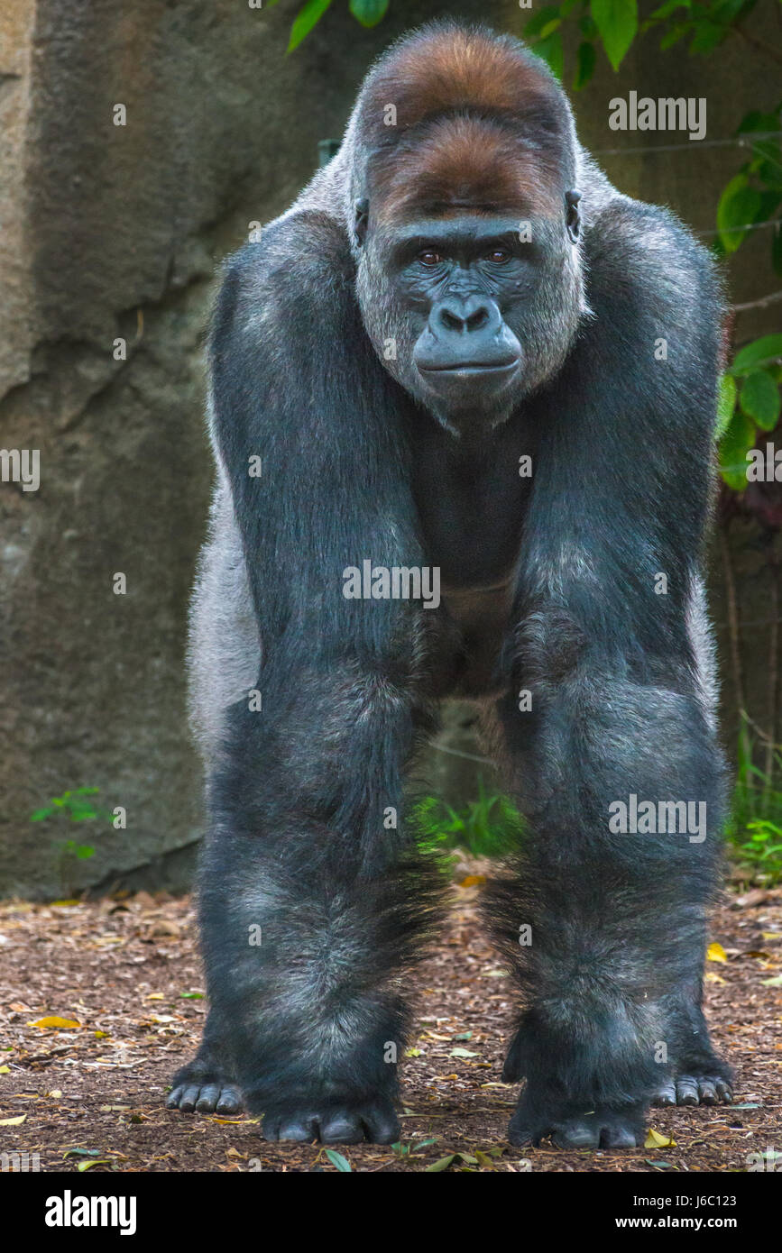 Gorilla im Taronga Zoo in Sydney, Australien. Stockfoto