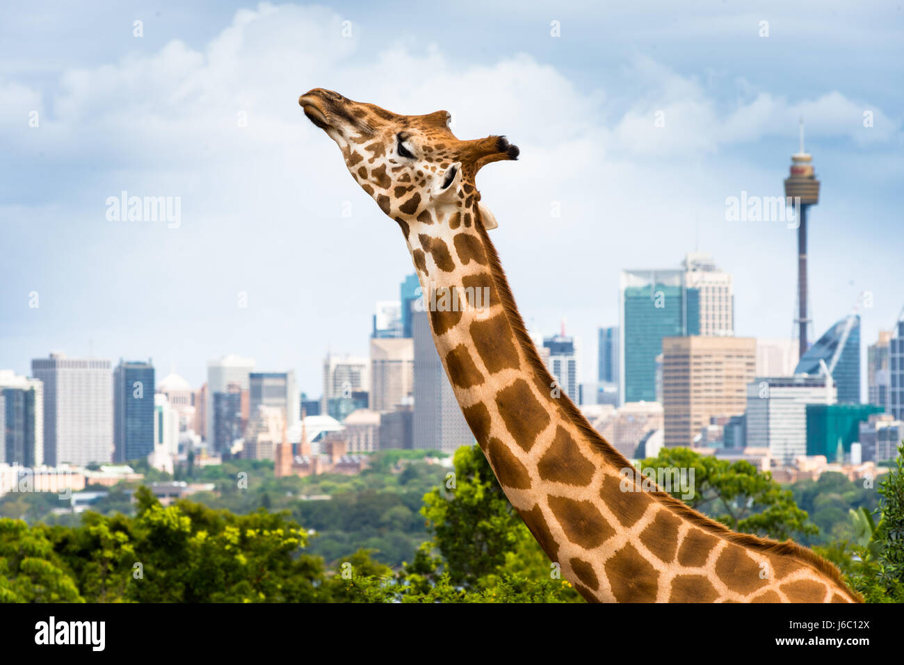 Giraffe im Taronga Zoo mit Skyline von Sydney. Australien. Stockfoto