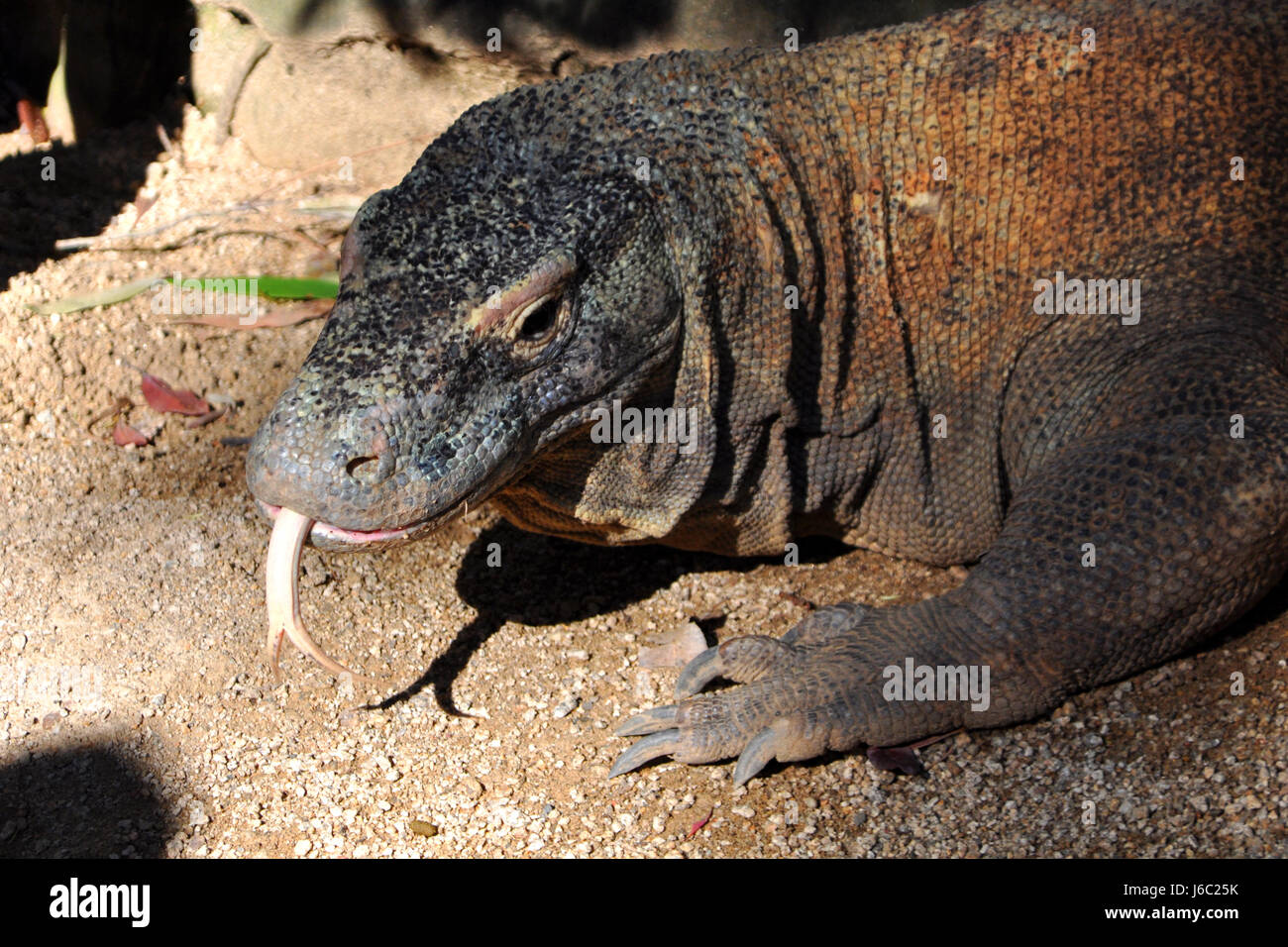 Saurier Zunge Gefahr Tier Reptil Fauna wilden Saurier Zunge Indonesien Hövel Stockfoto