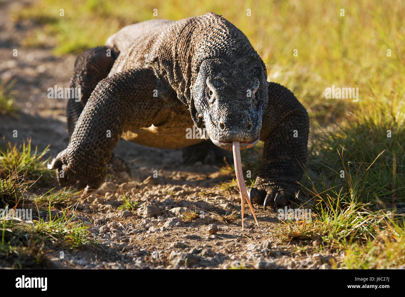 Komodo-Drache ist auf dem Boden. Indonesien. Komodo-Nationalpark. Stockfoto