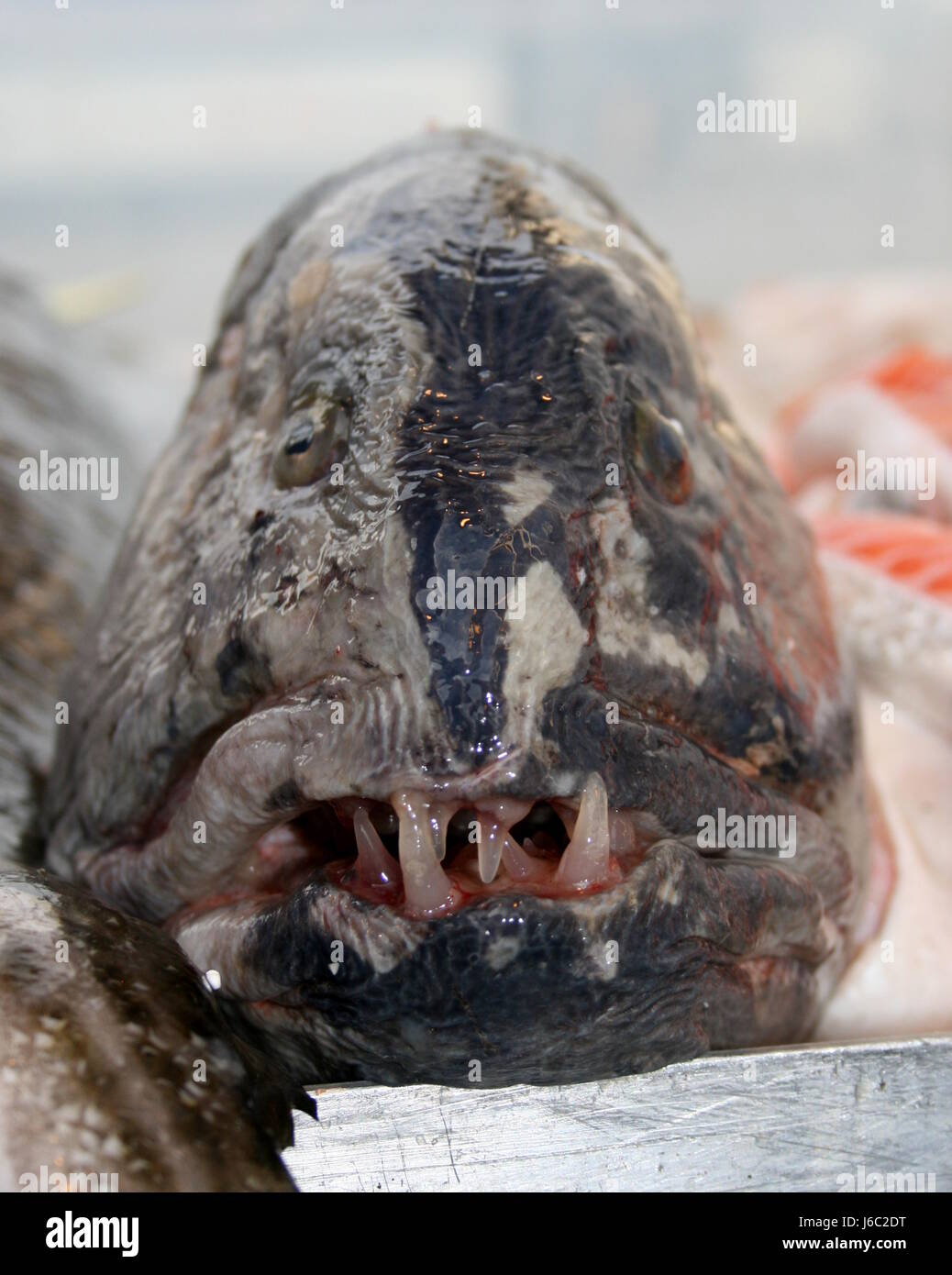 Fisch essen Nahrungsmittel Mund Zähne Fisch zierliche Zahn Beute Beute Schleimhaut roh Stockfoto
