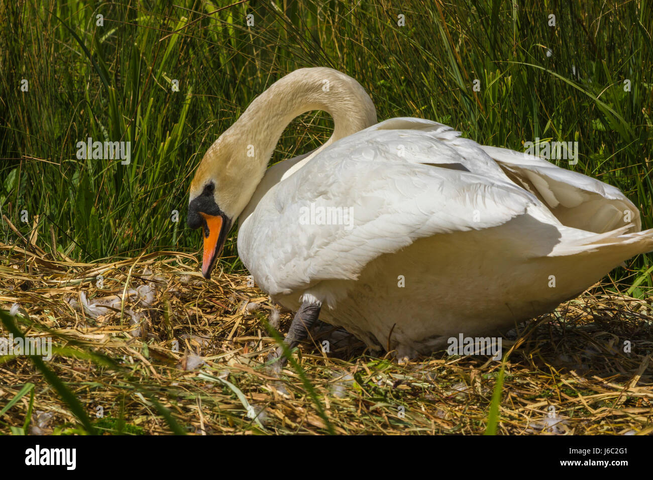 Höckerschwan auf Nest an Slimbridge sitzen Stockfoto