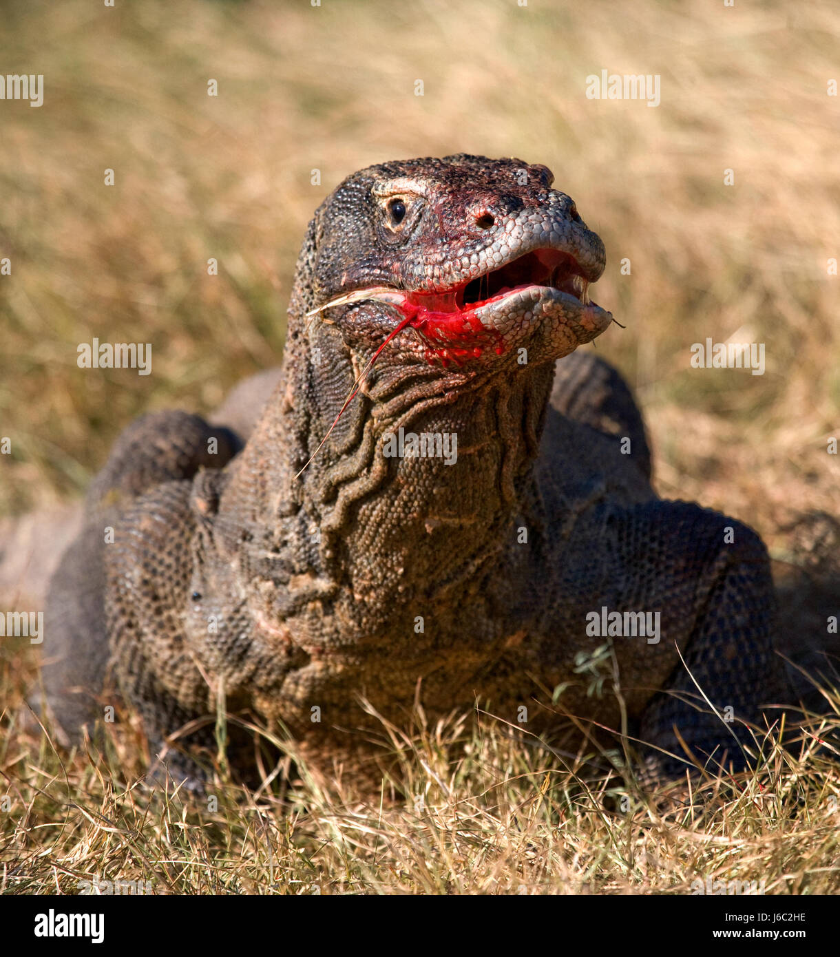 Komodo-Drachen fressen ihre Beute. Indonesien. Komodo-Nationalpark. Stockfoto