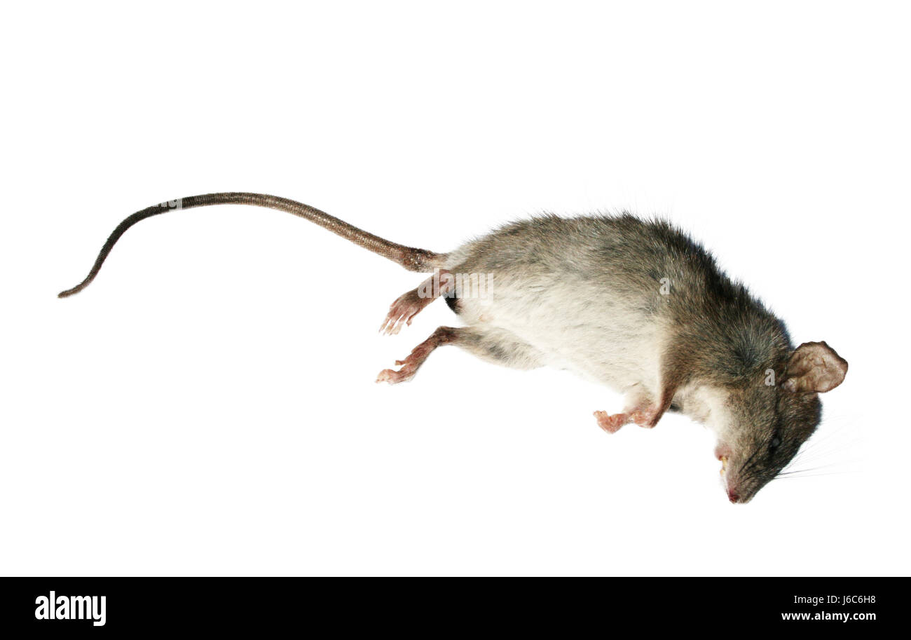 Tier Nager Ungeziefer Ratten Kammerjäger tot enge Makro Nahaufnahme Makro Steuerelement Stockfoto