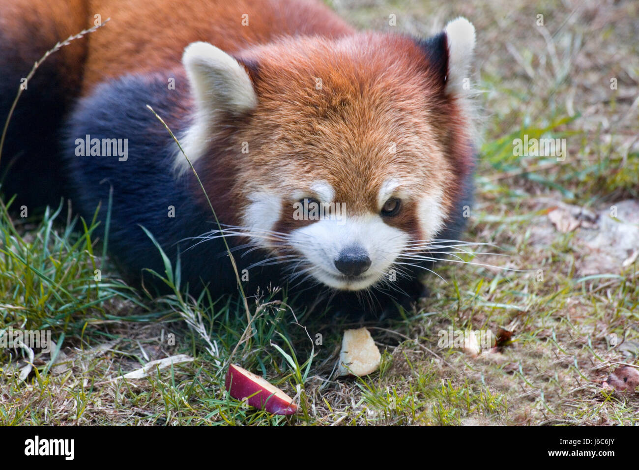 Panda rot blau Reise Tier Säugetier Bär wild Zoo China Panda Farbe pussycat  Stockfotografie - Alamy