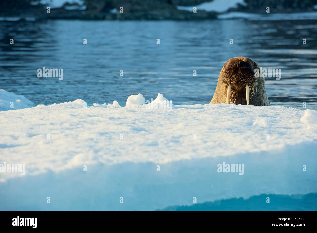 Walross, Odobenus Rosmarus rosmarus Stockfoto