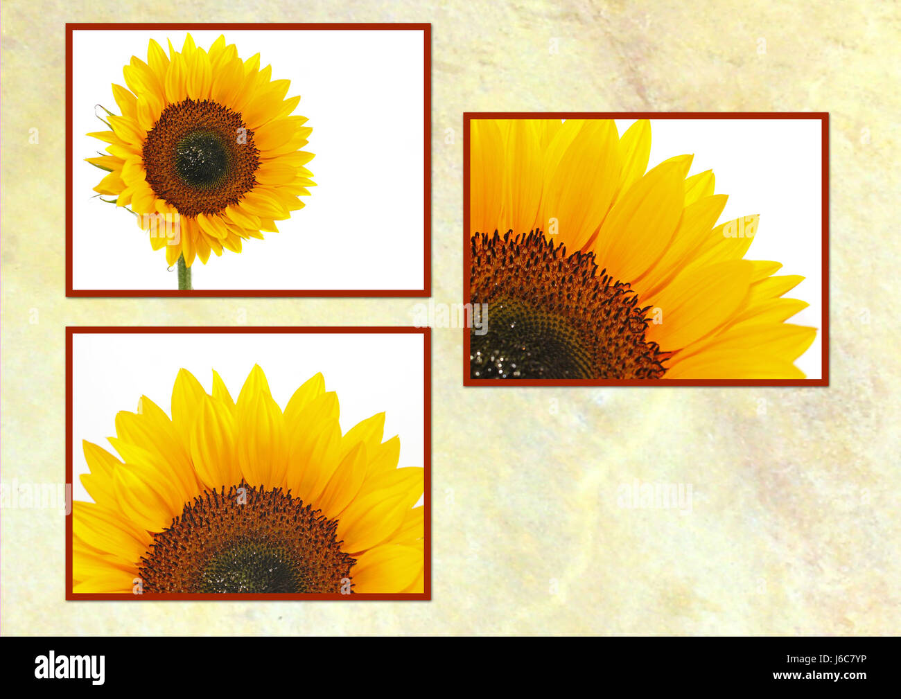 Blume Sonnenblume Pflanze Sonnenblumen collage Karte gelbe Blume Blume Pflanze Stockfoto