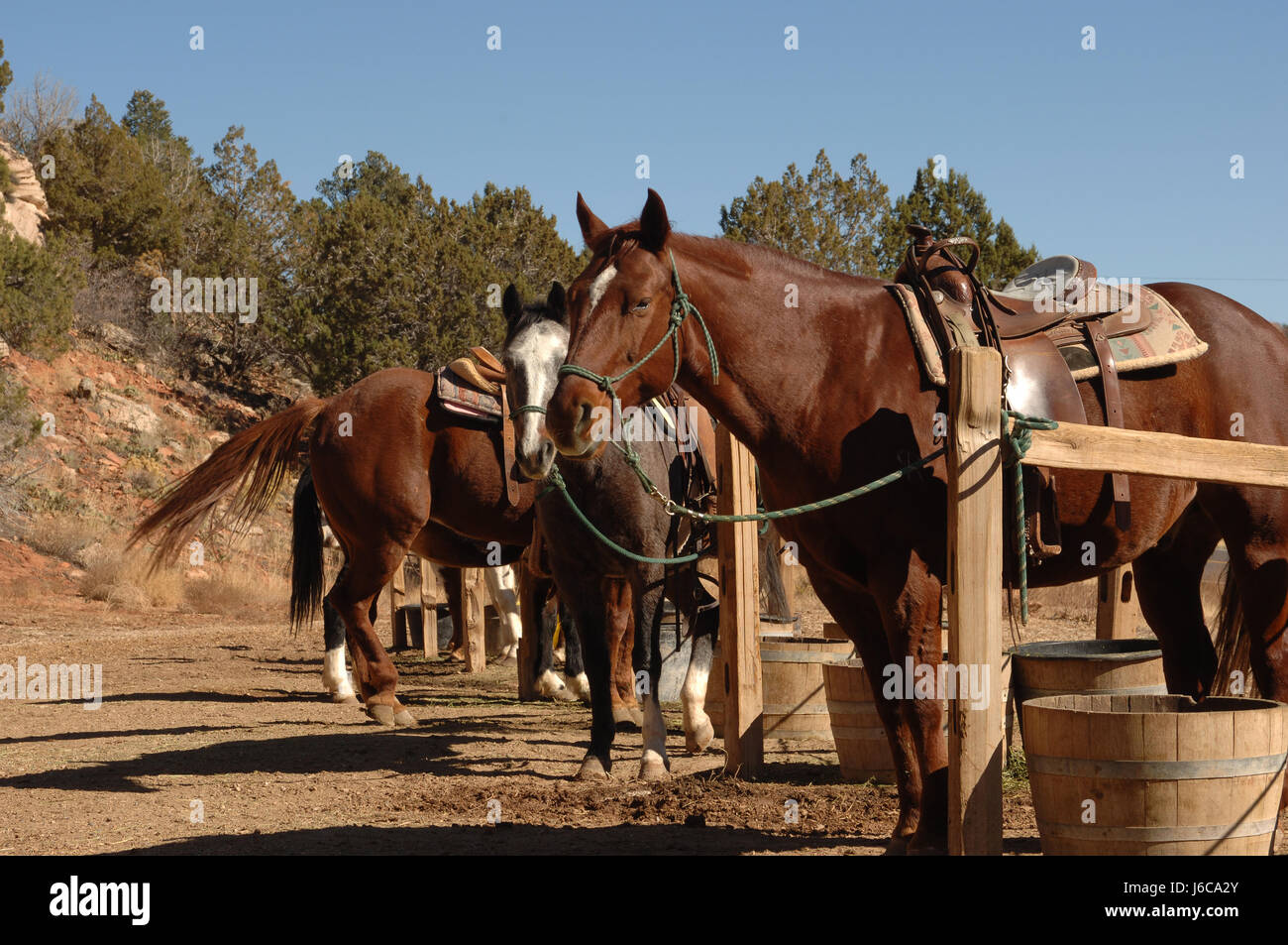 Pferd Pferde außerhalb Ranch Pferd Pferde außerhalb Hengst Reiter Pferdesport Stockfoto