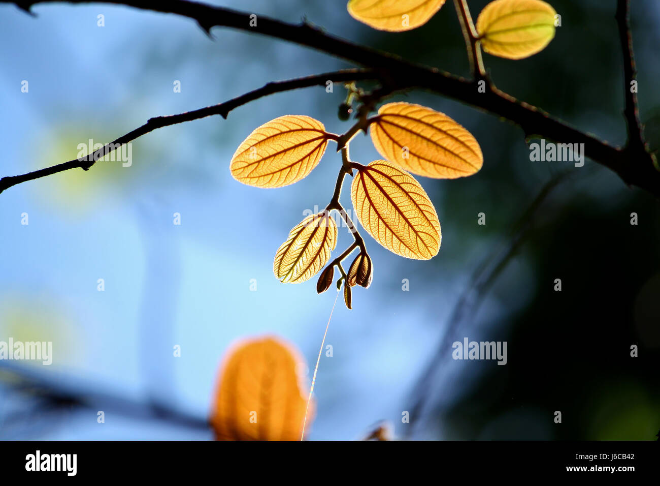 Felge Licht auf Zizyphus Rugosa zarten Blätter Stockfoto