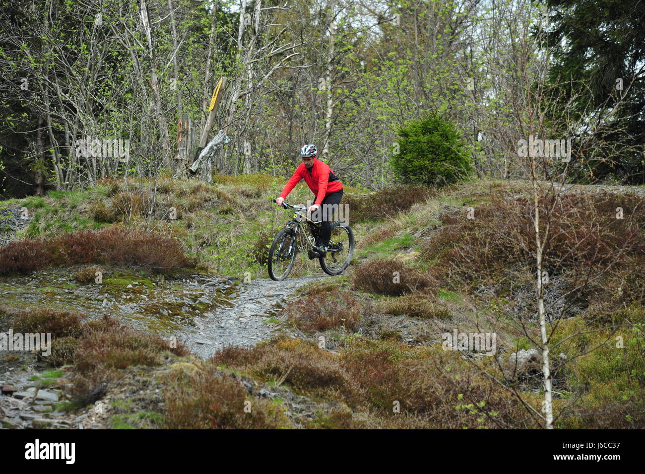 Mountainbiking, Thüringer Wald, Deutschland Stockfoto