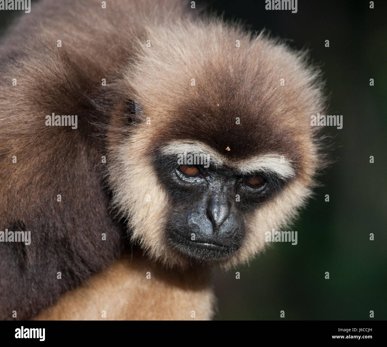 Porträt von Gibbon. Nahaufnahme. Indonesien. Die Insel Kalimantan (Borneo). Stockfoto