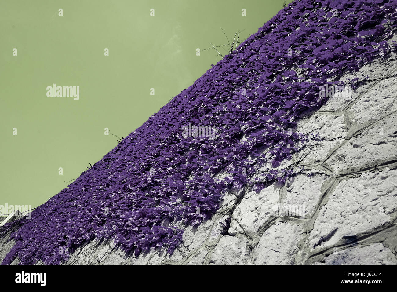 Lila Blumen Stockfoto