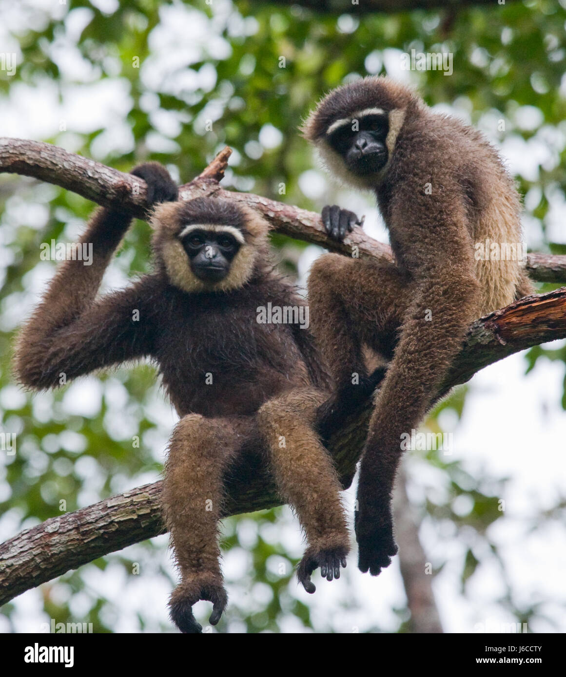 Zwei Gibbon sitzen auf dem Baum. Indonesien. Die Insel Kalimantan (Borneo). Stockfoto