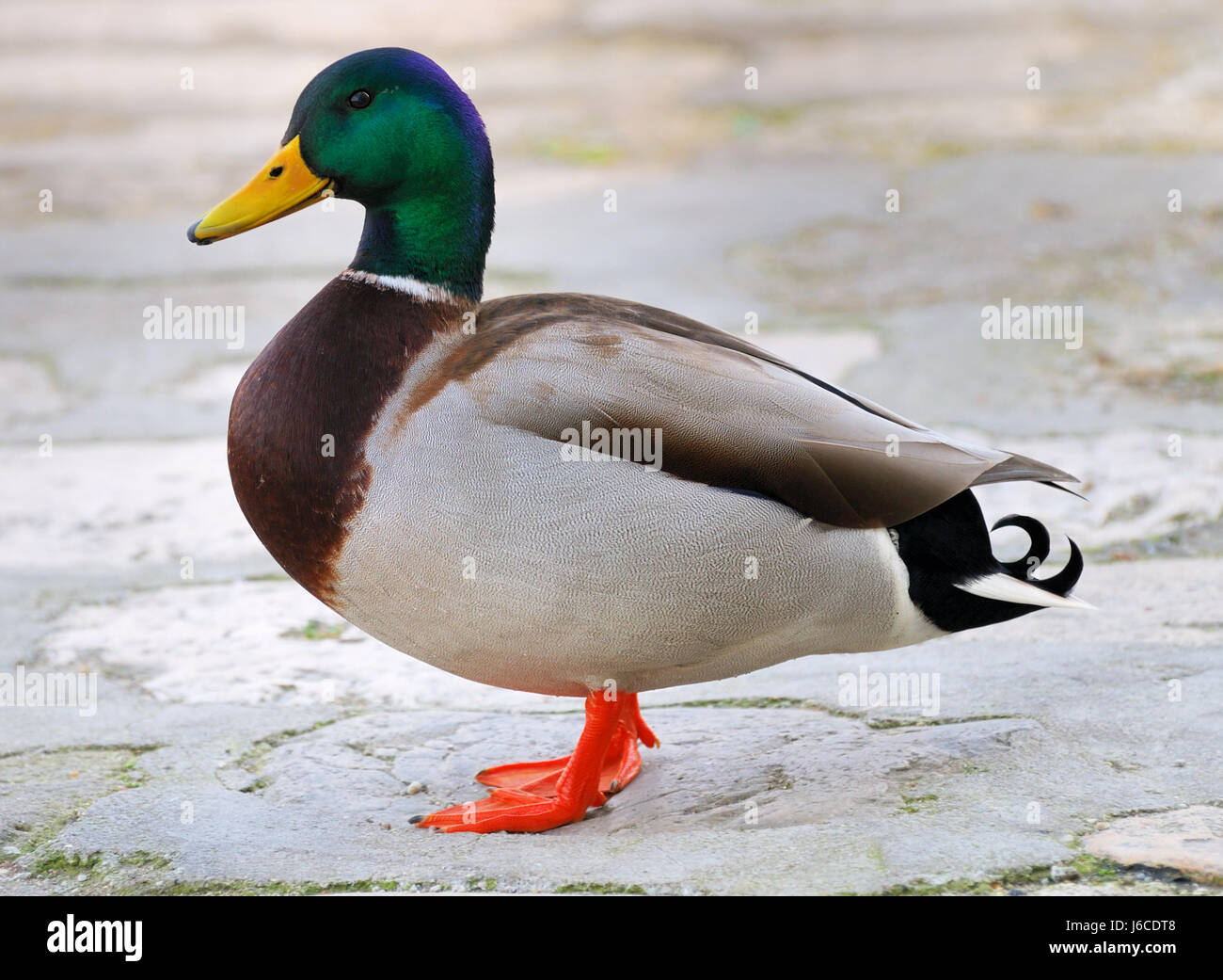 Tiere Vogel männliche männliche Ente Tier männliche maskuline ...