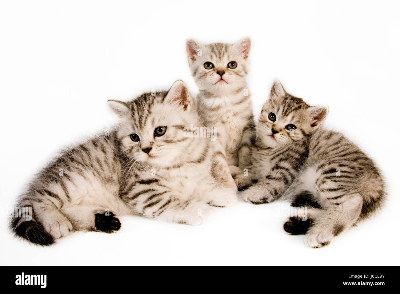 Britisch Kurzhaar Kätzchen britische weiße Rasse wilden Look niedliche Liebesleben Pose Fell Stockfoto
