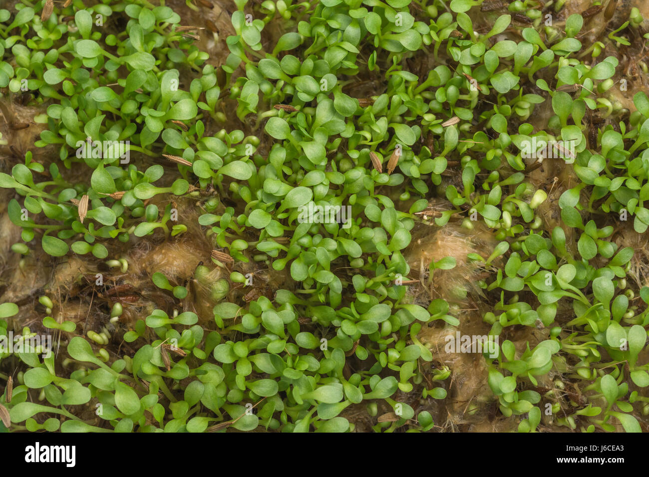 Kleine Sämlinge (mögliche micro Grüns für die Küche) von Löwenzahn/Taraxacum officinale. Stockfoto