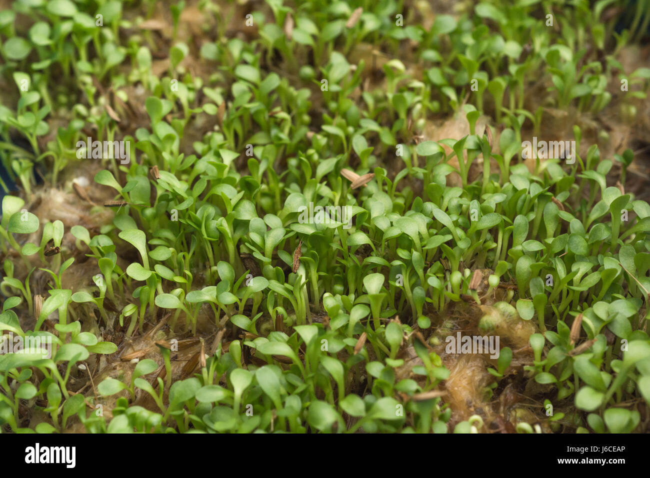 Kleine Sämlinge (mögliche micro Grüns für die Küche) von Löwenzahn/Taraxacum officinale. Stockfoto