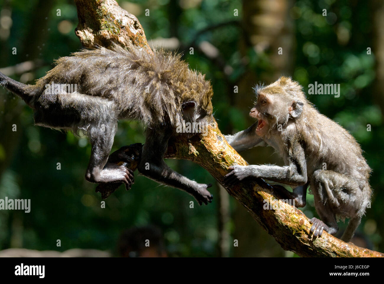 Makaken spielen -Fotos und -Bildmaterial in hoher Auflösung – Alamy