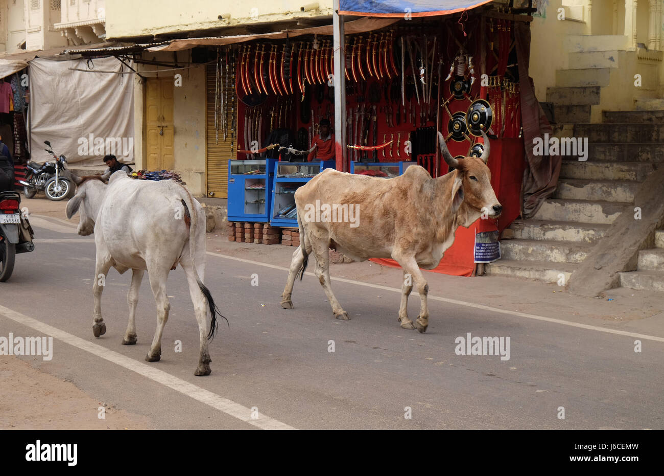 Kühe, Bummeln in der Stadt Pushkar, Indien. Stockfoto