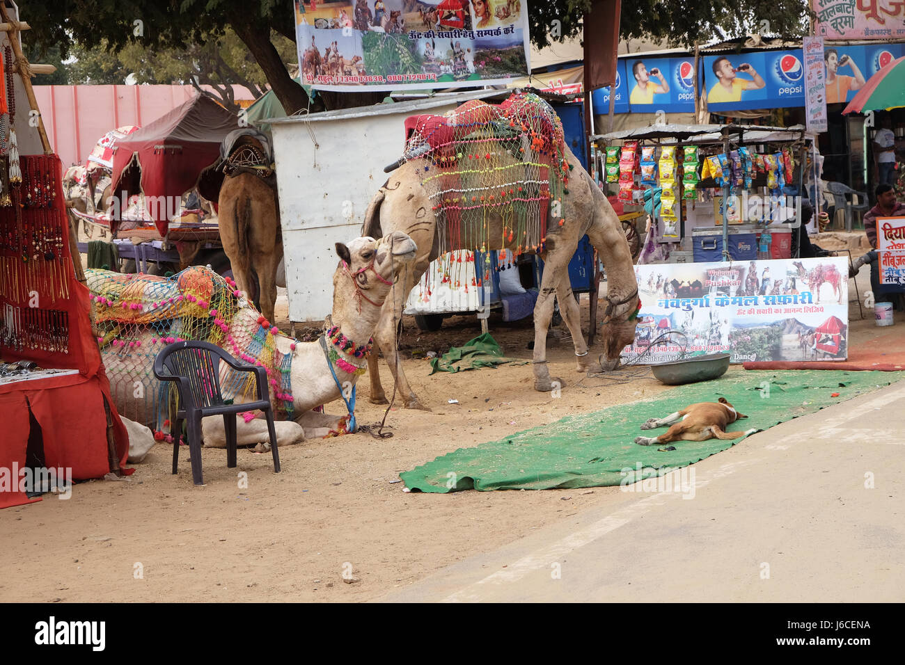 Kamel ruhen, während die wartenden Touristen in den großen indischen Thar Wüste in der Nähe von Pushkar, Rajasthan, Indien am 17. Februar 2016. Stockfoto